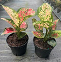 4" Aglaonema Reds/Pinks